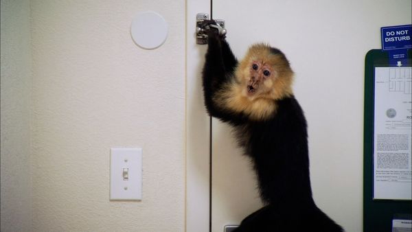 Shipping Wars - Monkey Business