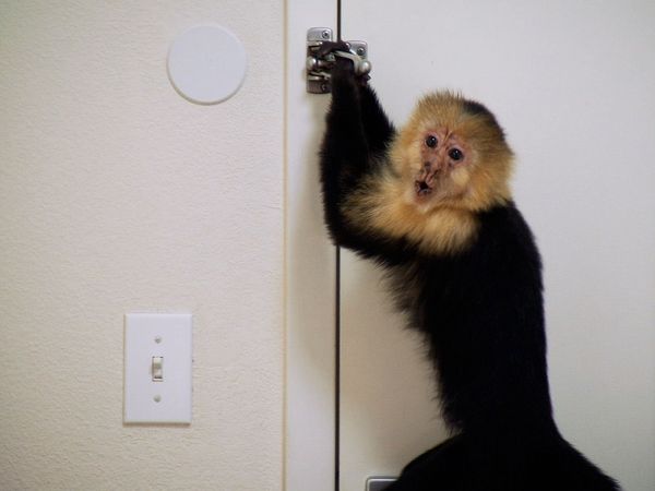 Shipping Wars - Monkey Business