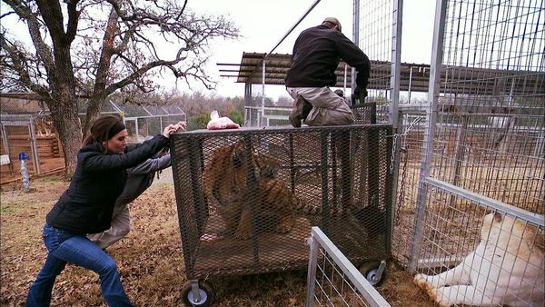 Shipping Wars - A Tiger Chase and a Tight Place