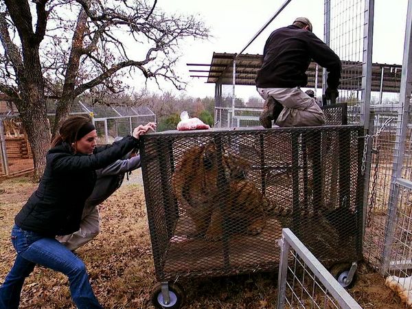 Shipping Wars - A Tiger Chase and a Tight Place