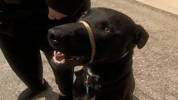Dog Whisperer with Cesar Millan - Flirt and Opie