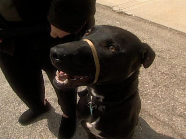 Dog Whisperer with Cesar Millan - Flirt and Opie
