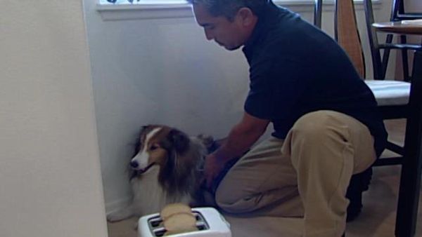Dog Whisperer with Cesar Millan - Ruby and Rana