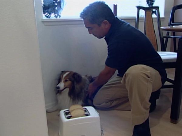 Dog Whisperer with Cesar Millan - Ruby and Rana