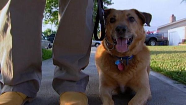 Dog Whisperer with Cesar Millan - Harry and Brooks
