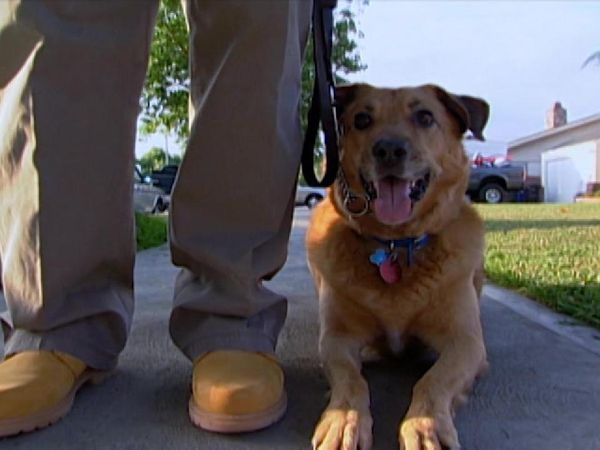 Dog Whisperer with Cesar Millan - Harry and Brooks