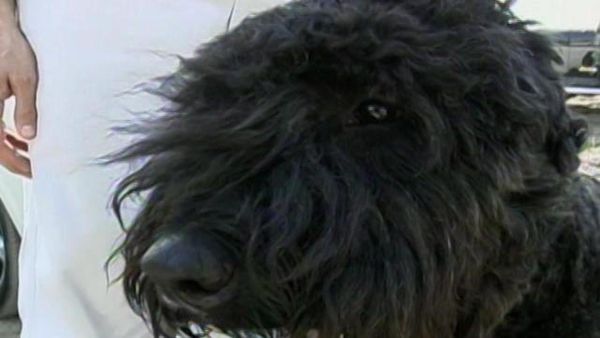 Dog Whisperer with Cesar Millan - Ava and Gus