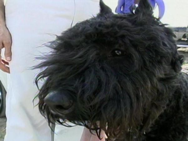 Dog Whisperer with Cesar Millan - Ava and Gus