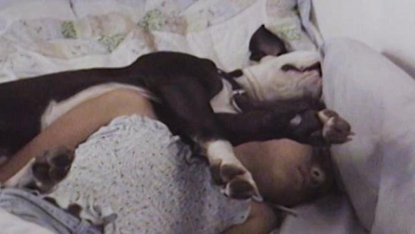 Dog Whisperer with Cesar Millan - Maya and Churchill
