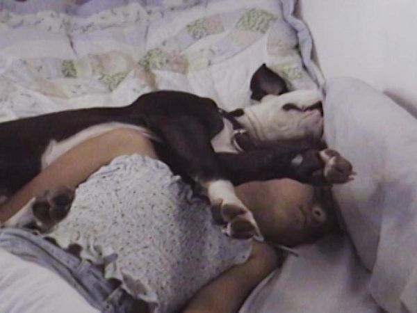 Dog Whisperer with Cesar Millan - Maya and Churchill
