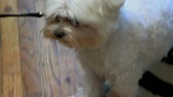 Dog Whisperer with Cesar Millan - Bubba and Garrett