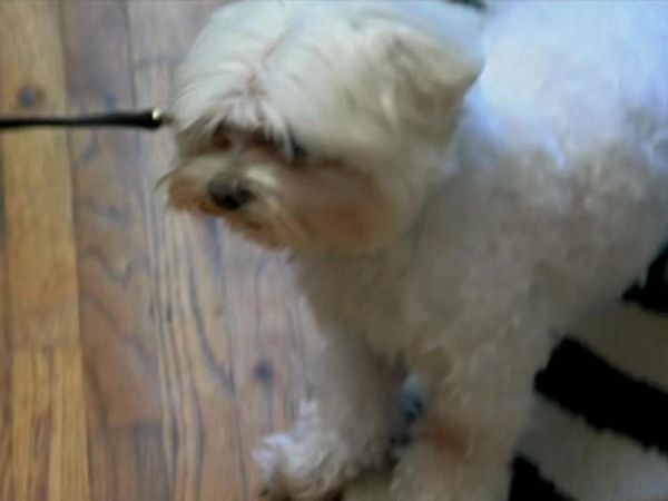 Dog Whisperer with Cesar Millan - Bubba and Garrett