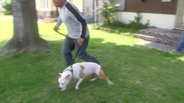 Dog Whisperer with Cesar Millan - Emily