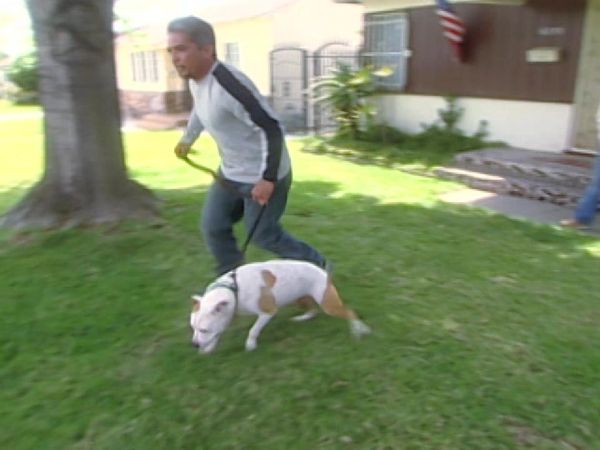Dog Whisperer with Cesar Millan - Emily