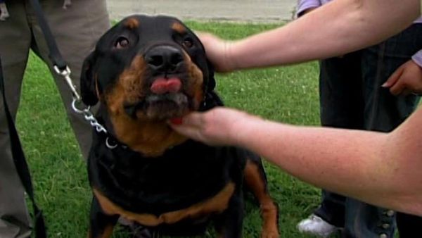 Dog Whisperer with Cesar Millan - Jake and King