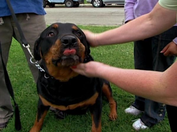 Dog Whisperer with Cesar Millan - Jake and King