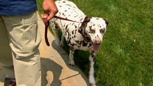 Dog Whisperer with Cesar Millan - Scrawny and Lola