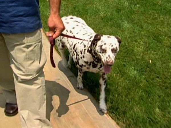 Dog Whisperer with Cesar Millan - Scrawny and Lola