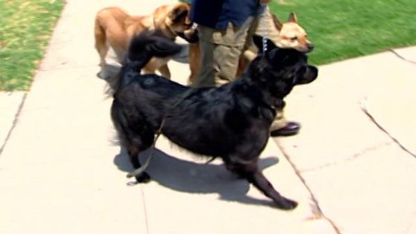 Dog Whisperer with Cesar Millan - J and Alice