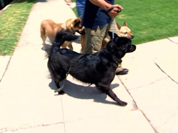 Dog Whisperer with Cesar Millan - J and Alice