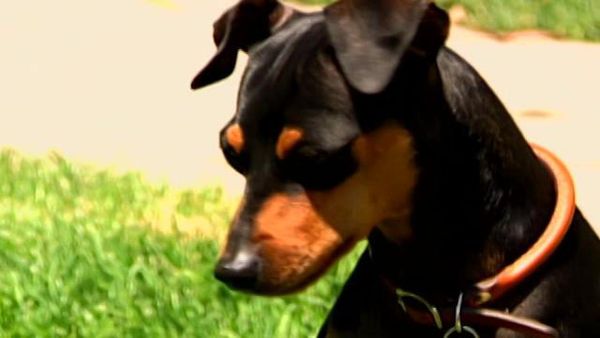 Dog Whisperer with Cesar Millan - Caper and Julius