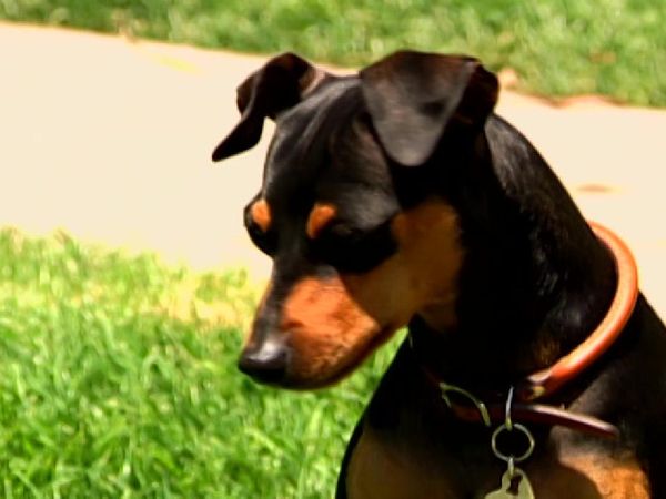 Dog Whisperer with Cesar Millan - Caper and Julius