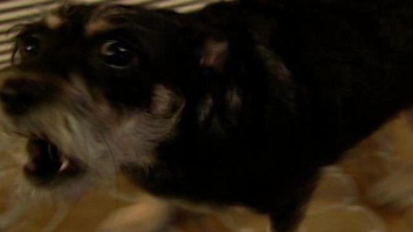Dog Whisperer with Cesar Millan - Bella and Jordan
