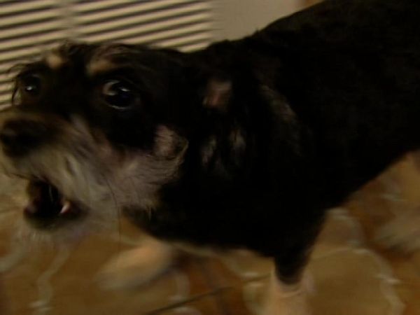 Dog Whisperer with Cesar Millan - Bella and Jordan