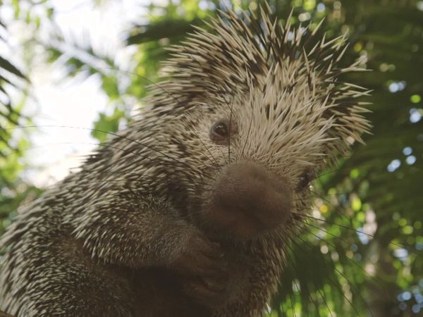 Walking Wild - Episode 3