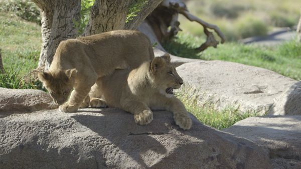 Walking Wild - Episode 4