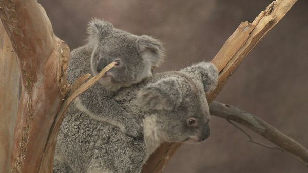 Walking Wild - Episode 5