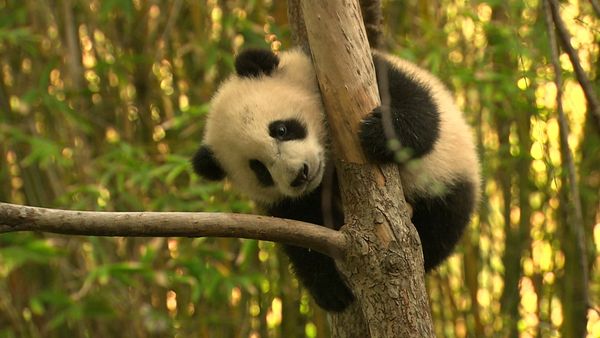 Walking Wild - Episode 7