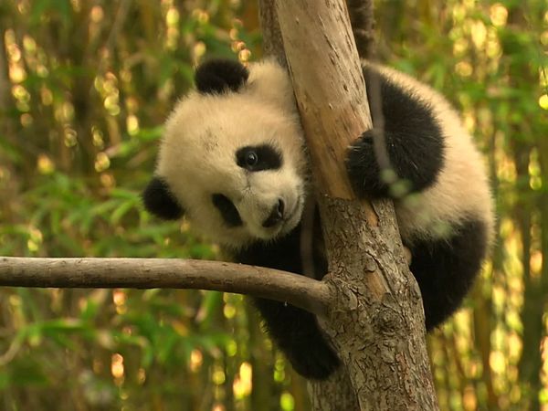 Walking Wild - Episode 7