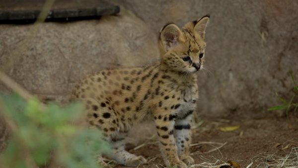 Walking Wild - Episode 8