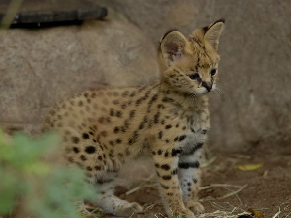 Walking Wild - Episode 8