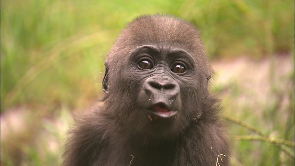 Walking Wild - Episode 9