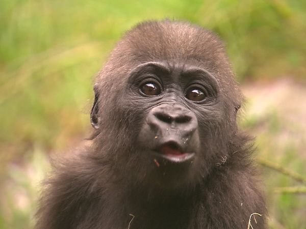 Walking Wild - Episode 9