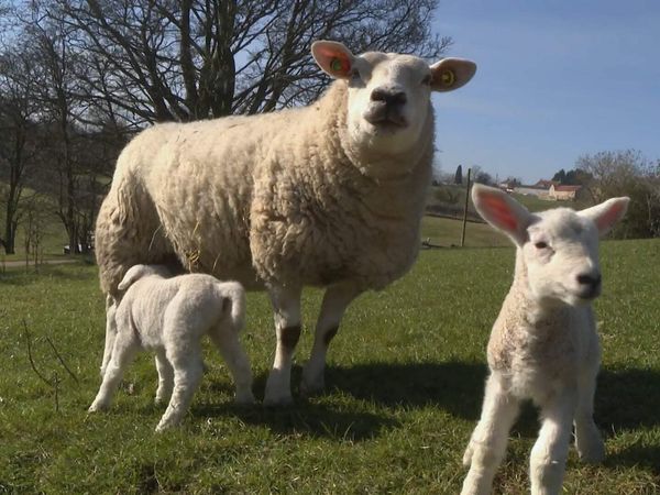 The Yorkshire Vet - Episode 4