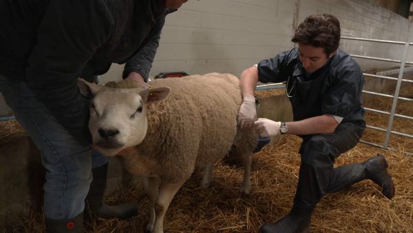The Yorkshire Vet - Episode 8