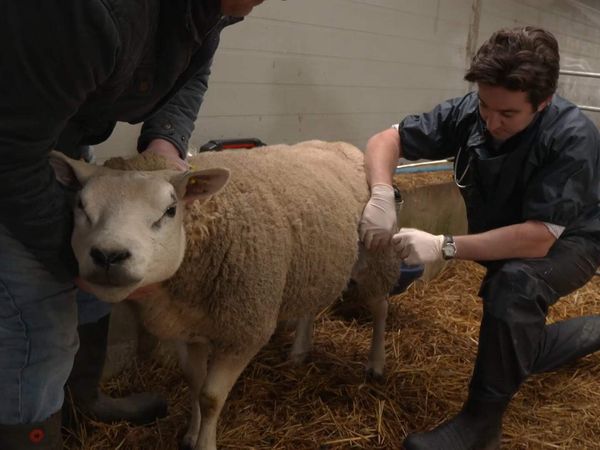 The Yorkshire Vet - Episode 8