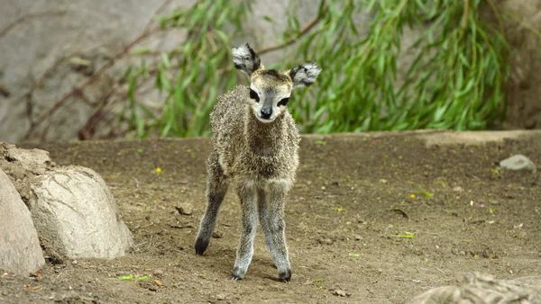 Walking Wild - Episode 11