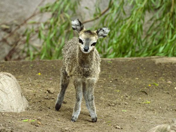 Walking Wild - Episode 11