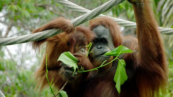 Walking Wild - Episode 12