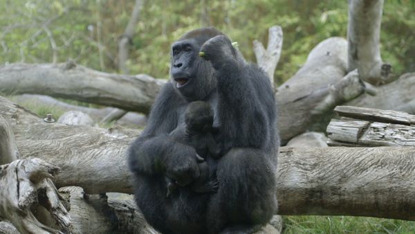 Walking Wild - Episode 13
