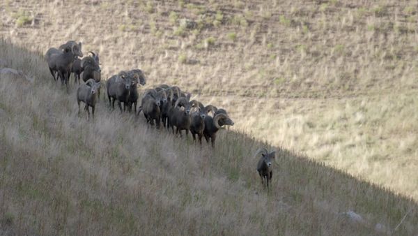 Walking Wild - Episode 14