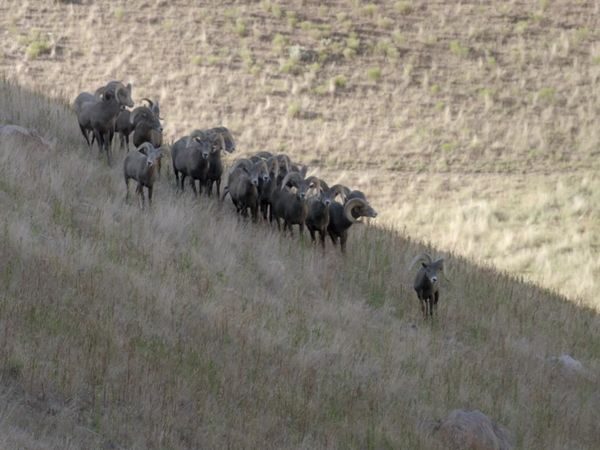 Walking Wild - Episode 14