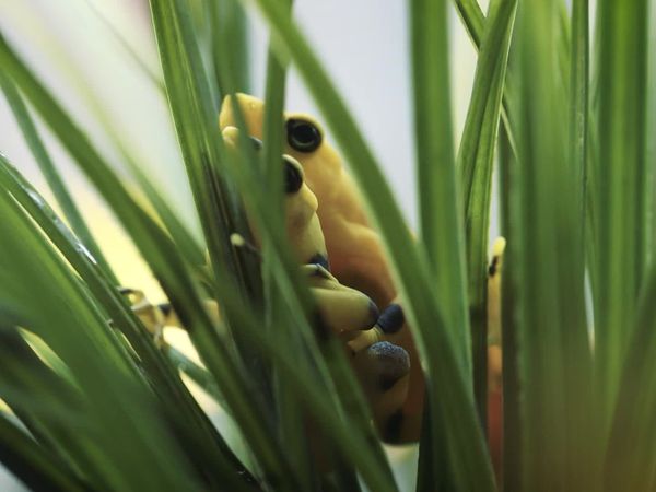 Walking Wild - Episode 16