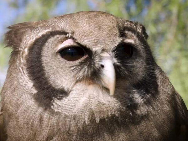 Walking Wild - Episode 18