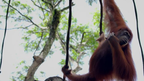 Walking Wild - Episode 19