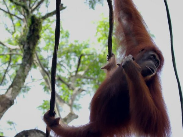 Walking Wild - Episode 19